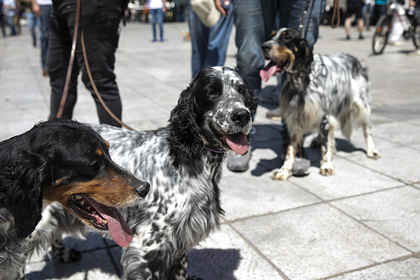 Сотни собак вышли на протест против принудительной стерилизации