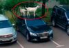 Козел на Camry: в Москве животные атаковали припаркованные машины