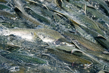 Нерест русской горбуши отравил реки в Норвегии