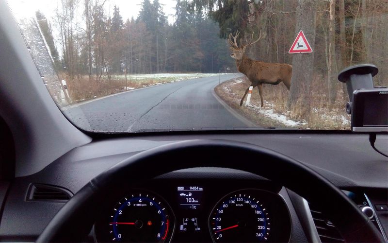 Посмотрите, как дикие животные внезапно выбегают на дороги. Видео