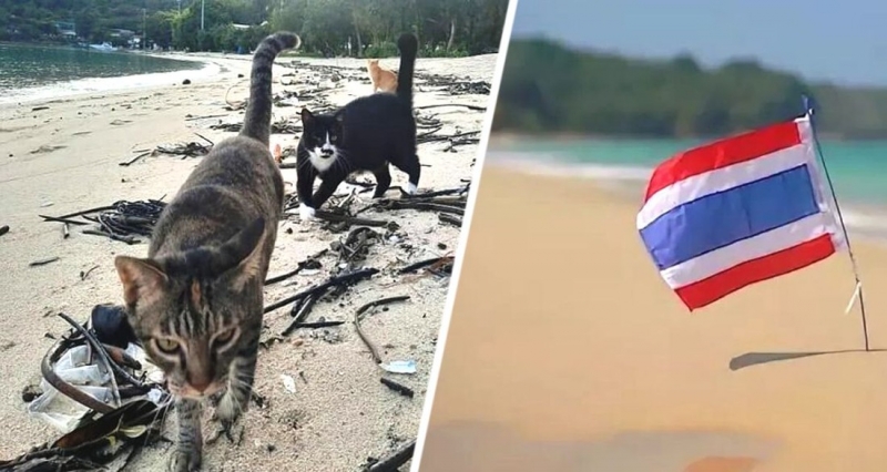 Тысячи несчастных существ теперь бродят вместо туристов по пляжам популярного курорта в Таиланде