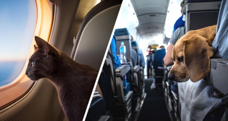 Российские туристы смогут взять в салон самолета своих животных на рейсах одной авиакомпании