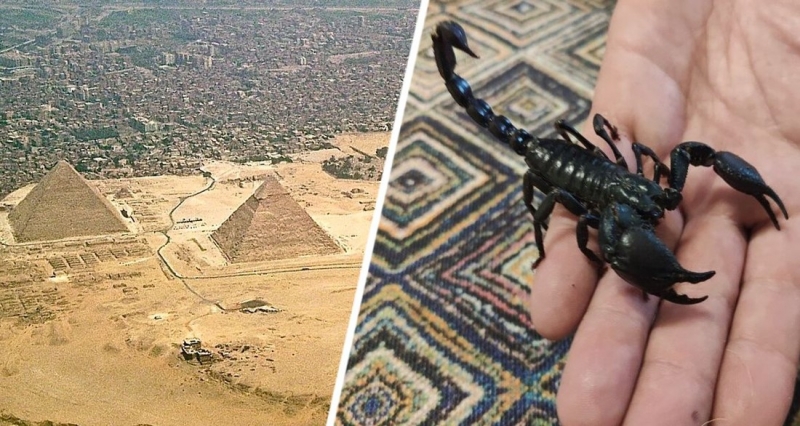 Туристов в Египте предупредили о смертельной опасности: началось нашествие скорпионов, за сутки укушены более 500 человек