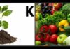 Калий для растений: для чего нужен, источники