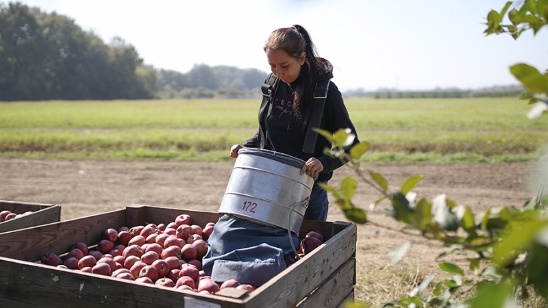 Рекордный урожай фруктов и ягод собрали в Липецкой области