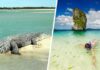 Гигантская рептилия вызвала переполох на пляже Пхукета