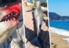 На популярном курорте акула убила туриста, все в шоке