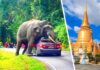 В Таиланде началось самое настоящее нашествие слонов: туристов предупредили об опасности и тюрьме на 10 лет