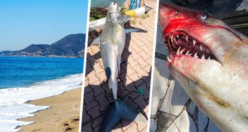 Власти заявили, что нападения акул на пляжах привлекут больше туристов на Пхукет