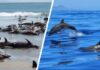 На пляжи Черного моря выбросило тысячи мертвых дельфинов