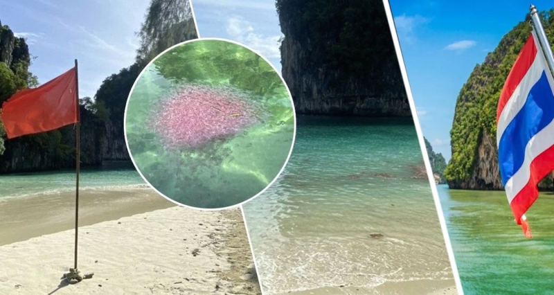 Пляжи популярного курорта Таиланда заполнили огненные медузы