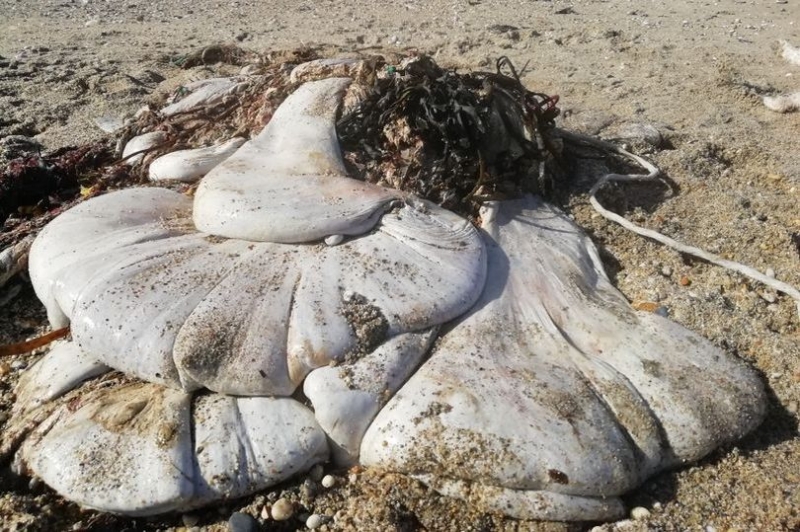 Чужой: туристы нашли на пляже безликое массивное существо, ученые сбились с толку