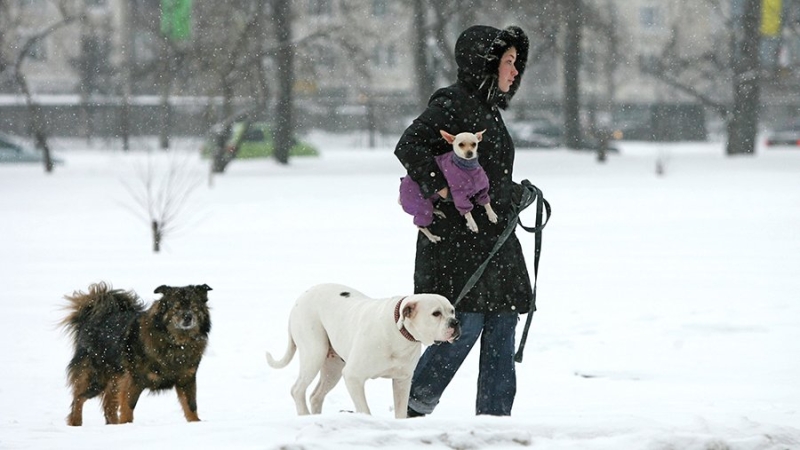 Новые правила выгула собак начнут действовать в Оренбургской области