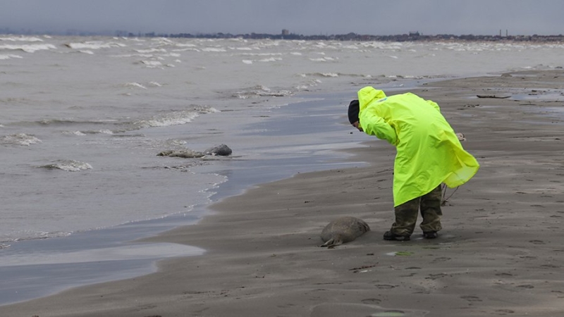 Эксперт назвал возможную причину гибели тюленей в Каспийском море