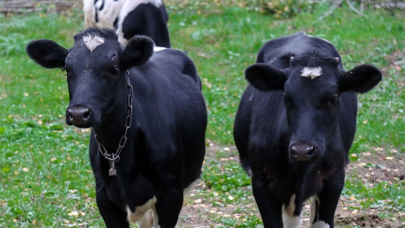 Опасные скотомогильники ликвидируют в Карелии за три года
