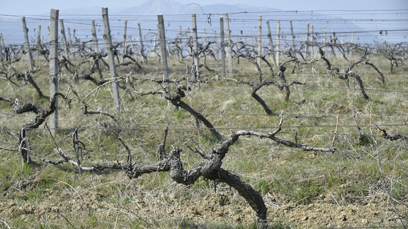 В Севастополе заложили почти 368 га новых виноградников за год