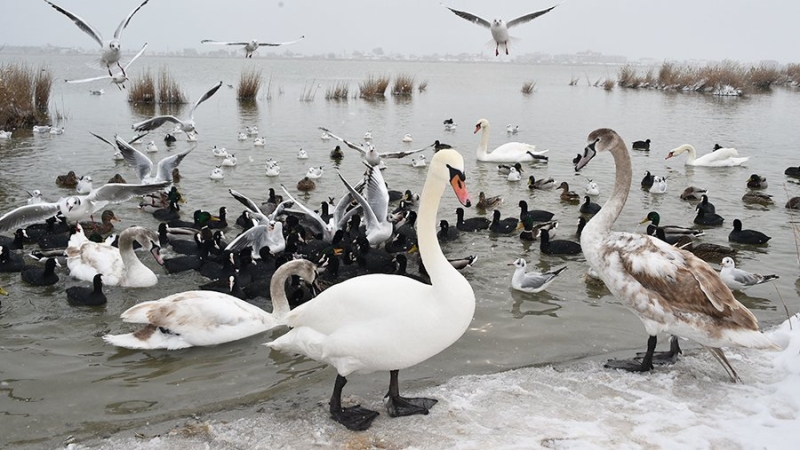 Массовую гибель лебедей и крякв выявили в Ставропольском крае