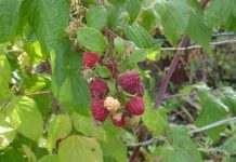 Настойка на малине