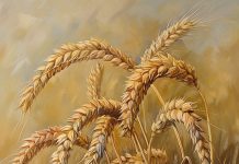 Полезные и опасные свойства пшеницы