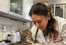 Кремация домашних животных: Этические и практические аспекты прощания с питомцем