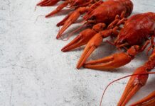 Раки с доставкой — секрет идеального праздника у вас дома
