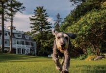 Выбор рациона для собак: как подобрать питание под возраст, активность и здоровье