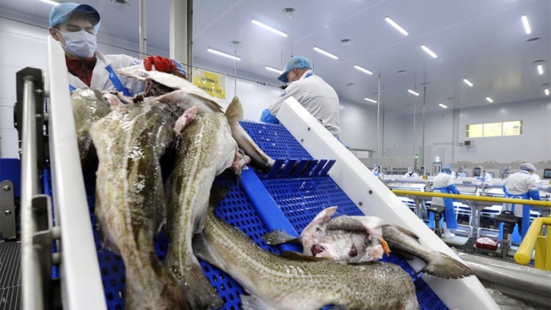 Более 170 тыс. т рыбы экспортировали из Мурманской области в 2022 году