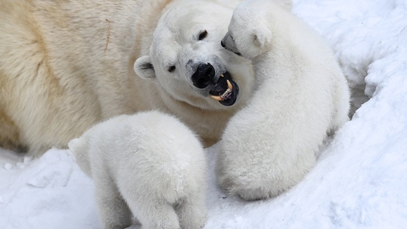 Два белых медвежонка появились на свет в Новосибирском зоопарке
