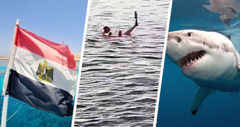 На пляжах Хургады появились акулы: вместо бегства туристы занялись привычным делом