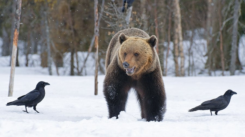 Первого вышедшего из спячки медведя встретили в Кроноцком заповеднике