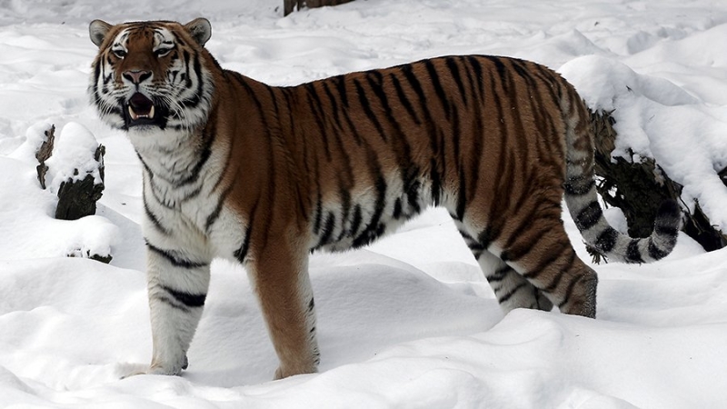 Росприроднадзор выдал разрешение на отлов трех конфликтных тигров в Приморье