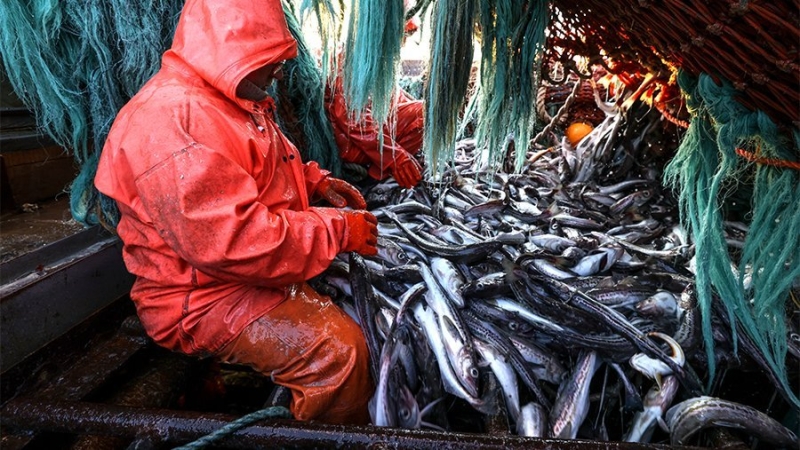 Российские рыбаки добыли с начала года около 5 млн т рыбы
