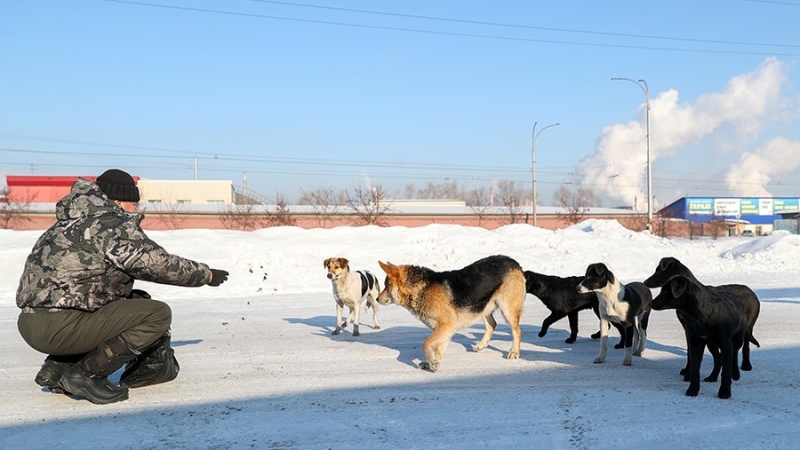 В Казани 31 млн рублей направят на регулирование числа бездомных собак